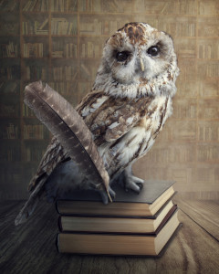 Wise owl